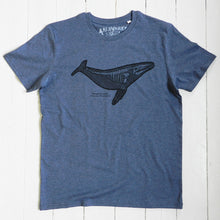 Humpback Whale