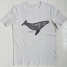 Humpback whale