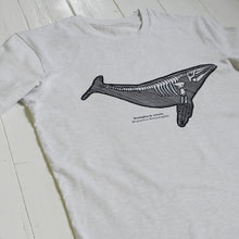 Humpback whale