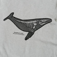 Humpback whale